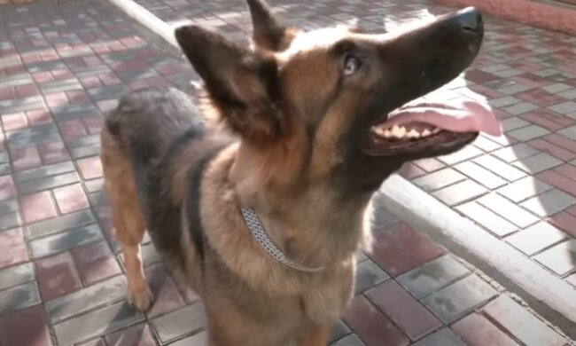 Овчарка Вайрис, фото: youtube.com