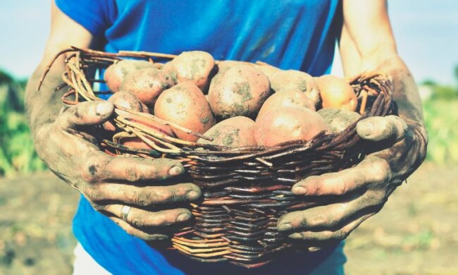 Размером с два кулака: как нужно сажать картошку, чтобы плоды были очень крупными. Старинный секрет