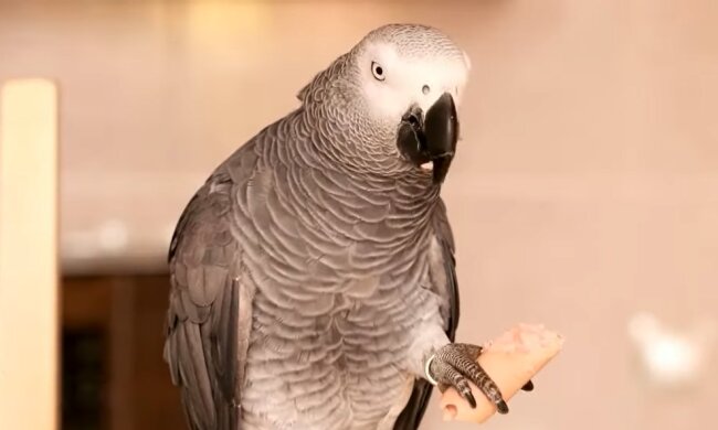 Попугай. Фото: YouTube