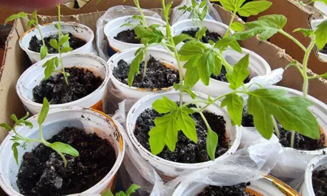 Розсада, зображення з вільних джерел