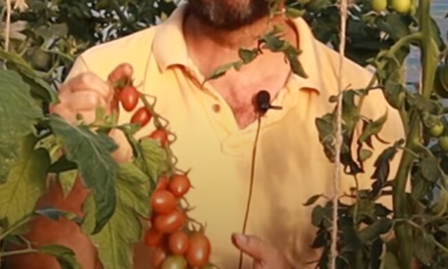 Помідори: скрін з відео
