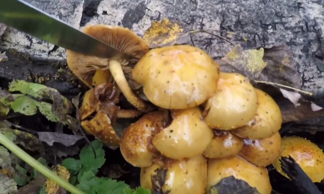 Опеньки. Фото: YouTube