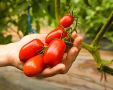 Як правильно розрахувати день посіву помідорів на розсаду Урожай вас здивує