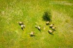 Коні Пржевальського. Фото: Чорнобильський радіаційно-екологічний біосферний заповідник