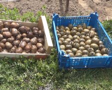 Старинный секрет урожая: для чего надрезать картошку перед посадкой