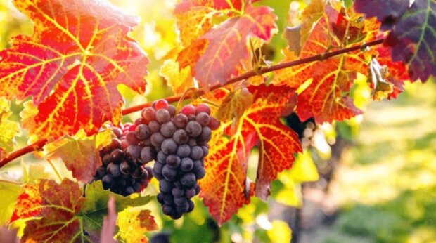 Хватит и на вино, и на компот: что нужно сделать с виноградом в ноябре, чтобы в следующем году урожай вас удивил