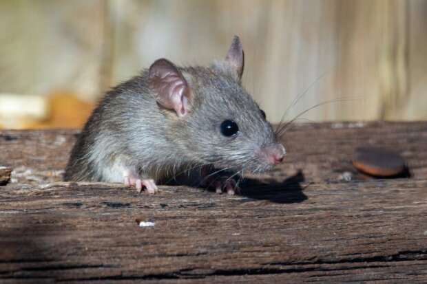 Допоможе звичайна ганчірка: як відлякати мишей з городу на дачі чи селі. Простий трюк