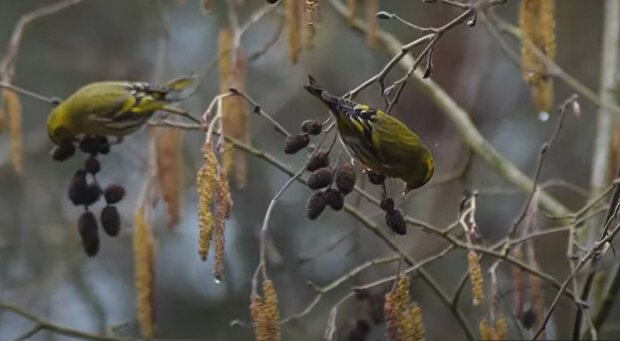 Це знамення: у Чорнобилі вдалося сфотографувати рідкісного "золотого птаха"