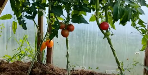 Урожай помидоров
