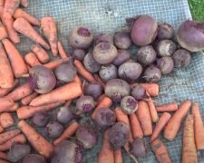 Урожай свеклы и моркови