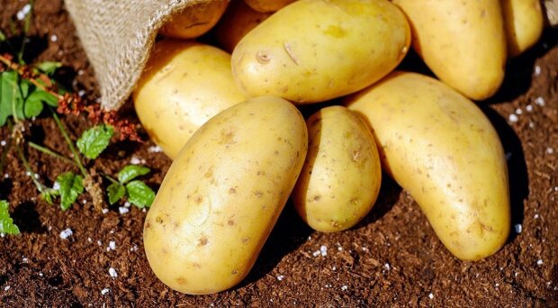 О богатом урожае придется забыть: чем ни в коем случае нельзя подкармливать картошку