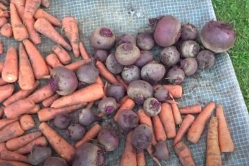 Урожай буряків та моркви