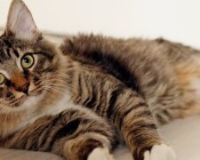 «В этом пузе мой человек»: сеть умилил кот, который оберегал беременную хозяйку
