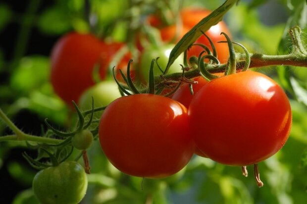 Урожай помидоров можно собирать круглый год: этот секрет стараются не раскрывать даже в селе