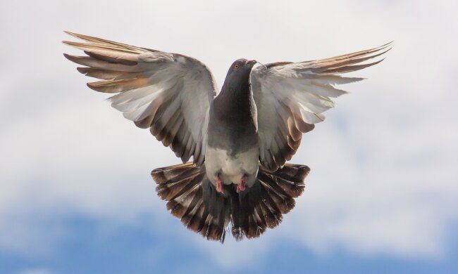 Голубь, фото: pexels.com/ru-ru/@pixabay