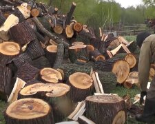 Дрова для печки, фото: youtube.com