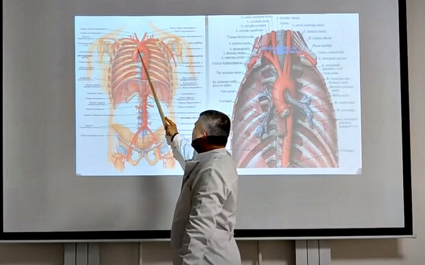 Кровеносная система. Фото: скриншот YouTube-видео.