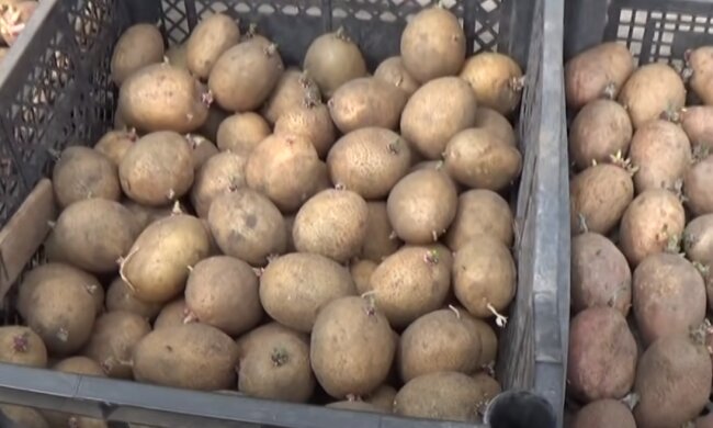 Картошка: скрин с видео