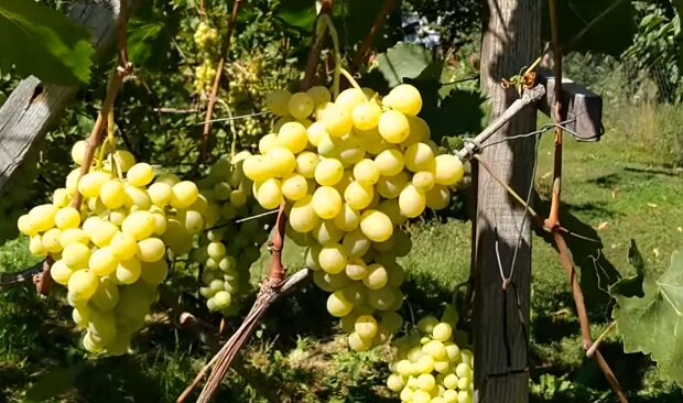 Домашний виноград. Фото: YouTube