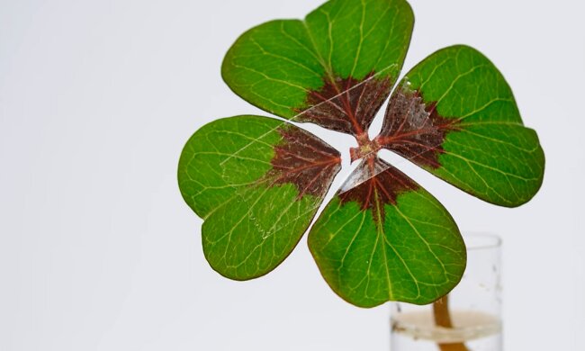 Прикмети. Фото: YouTube