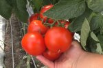 Чи можна удобрювати помідори золою та яким буде врожай: важливі поради