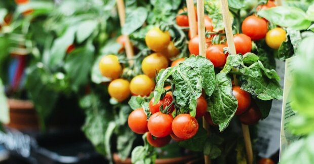 Секрет опытных дачников: что нужно сделать, чтобы собирать урожай помидоров круглый год