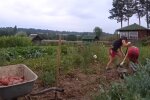 Урожай картошки: скрин с видео