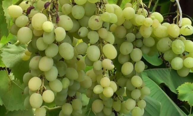 Вашому винограду заздритиме все село: як приготувати саморобне добриво, від якого врожаю буде вдвічі більше