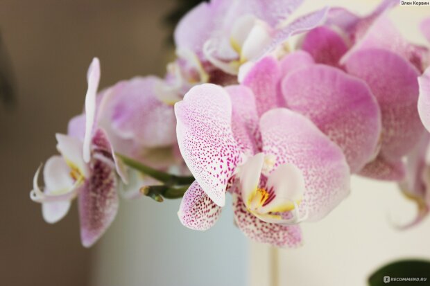 Орхидея, фото: youtube.com