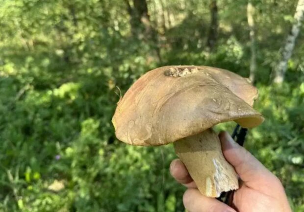Грибы, изображение из свободных источников