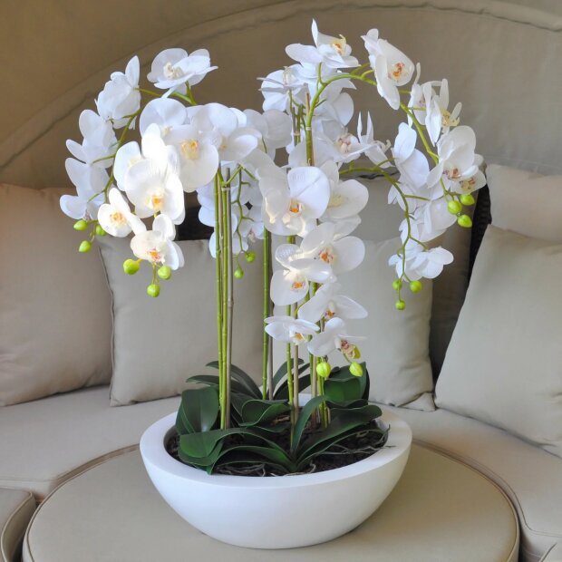 Это нужно делать два раза в неделю: метод, благодаря которому орхидея начнет пышно цвести