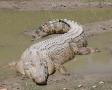 Крокодил, фото: скріншот