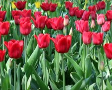 Тюльпаны: скрин с видео