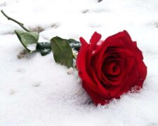 Не повторяйте эту ошибку: что нужно сделать с розами на участке, если очень теплая зима и нужно ли их укрывать