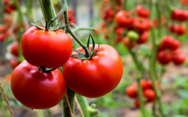 Урожай помидор, фото: youtube.com