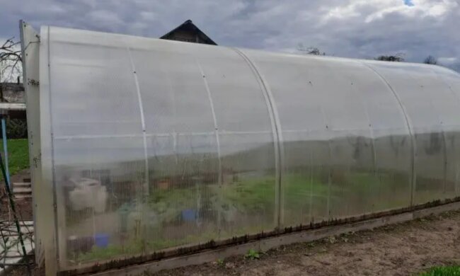 Теплиця, город, кадр з відео