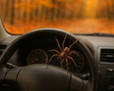 Авто, павук, зображення згенеровано ІІ