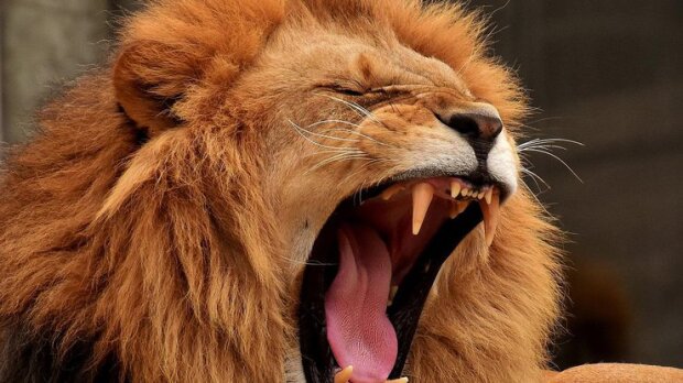 В российском зоопарке лев чуть не съел женщину. В сети появилось видео
