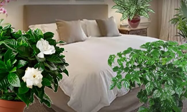 Які квіти і рослини ні в якому разі не можна тримати вдома. Будуть біди