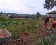 Урожай картоплі: скрін з відео