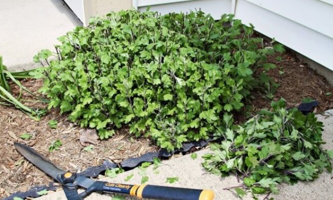 Подготовка хризантем к зиме, фото: youtube.com