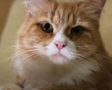 Кот. Фото: YouTube, скрин