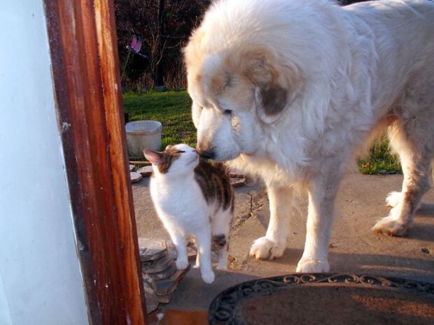 Коты и собаки. Фото: glavcom.ua