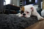 Не придется платить за химчистку: как идеально постирать ковер в домашних условиях