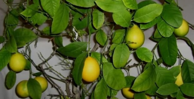 Одомашненный цитрус. Как правильно вырастить лимон из косточки в домашних условиях