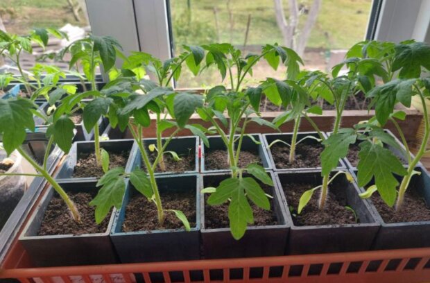 Томаты, фото из соцсетей