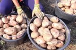 От урожая будет ломиться погреб: на какой правильной глубине нужно сажать картошку