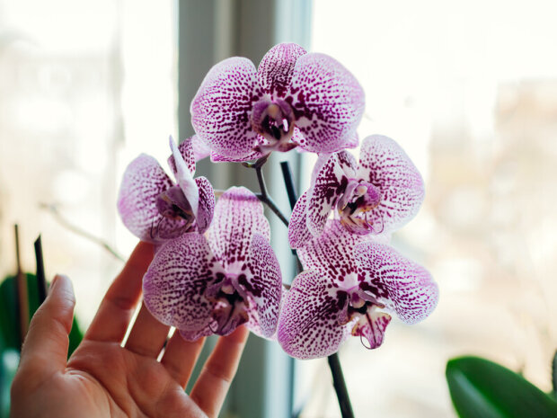 А ведь поможет обычная картошка: что нужно сделать, чтобы орхидея начала радовать пышными цветами