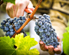 Обрезают виноград