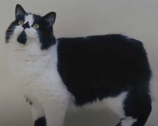 Кіт. Скріншот з відео на Youtube